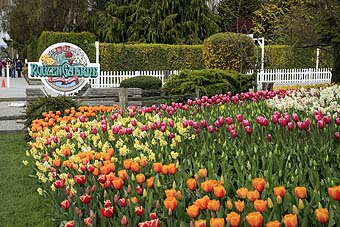 Skagit Valley Tulip Festival